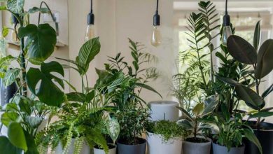 گیاهان آپارتمانی