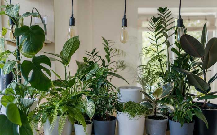 گیاهان آپارتمانی