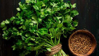 مضرات گشنیز برای زنان و مردان و حقایق جالب